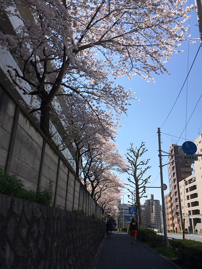 20150328lesson_0331Cherryblossoms